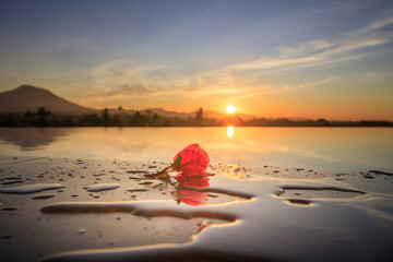 Red rose is floating on the surface of a lake at sunset