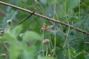 A delicate Winged termite perched on a slender green grass stem, with translucent wings glowing against a blurred natural background.
