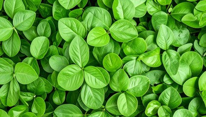 Lush green leaves densely packed