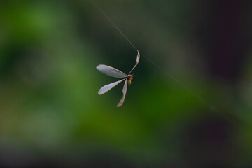 A delicate Winged termite hanging on a thin filmy nest material , with translucent wings glowing against a blurred natural background.