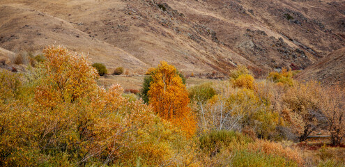 Amber foliage accentuates the arid hills, providing a splash of vibrant color against the subdued...