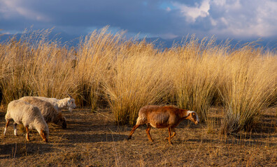 Sheep grazing in a field with tall, golden dry grass under a dramatic sky, illuminated by the warm light of the setting sun, creating a serene pastoral scene in the countryside
