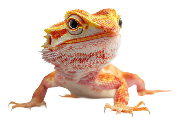 Eye-catching animal breed isolated on transparent background