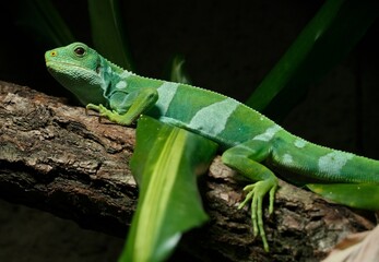Fiji banded iguana