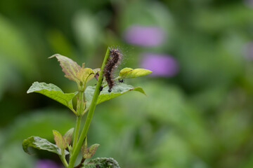 A beautiful hairy caterpillar covered in water droplets, clinging to a green plant stem with fresh leaves, against a soft blurred natural background.