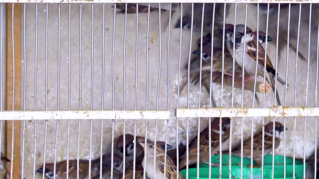 Poultry market in Vietnam. song-bird - three types of sparrows