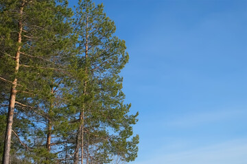Crowns of pines park forest trees on blue sunny sky background with copy space. Beautiful trees landscape with coniferous plants early spring.