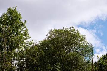 Tall, vibrant trees reach towards a bright blue sky filled with fluffy clouds. The peaceful landscape showcases nature's beauty in a calm environment