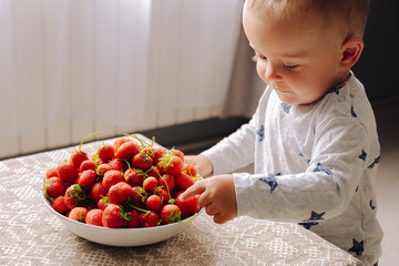 A cute toddler stands at a table, looking down and reaching for a large bowl of fresh strawberries,...