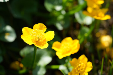 Obraz premium Sumpfdotterblume (Caltha palustris), Sumpf-Dotterblume, Hahnenfußgewächs, Ranunculaceae, strahlen gelbe Blüten, Blume, Frühling, Ufer, Gewässer 