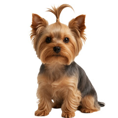 Yorkshire terrier on transparent background. Elegance. Companion. Loyalty. Little friend.