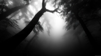 Enigmatic forest bathed in ghostly fog with towering trees creating a mystical ambiance