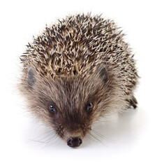 Hedgehog isolated on white background