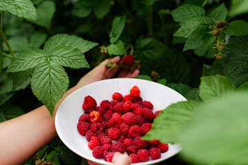 Hands carefully gather ripe raspberries from green plants while holding a bowl full of vibrant, juicy fruits under the bright sun