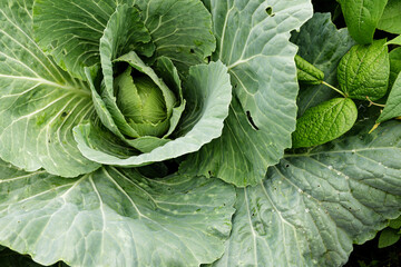 Large, vibrant cabbage leaves showcase rich green colors, nestled in a thriving garden patch....