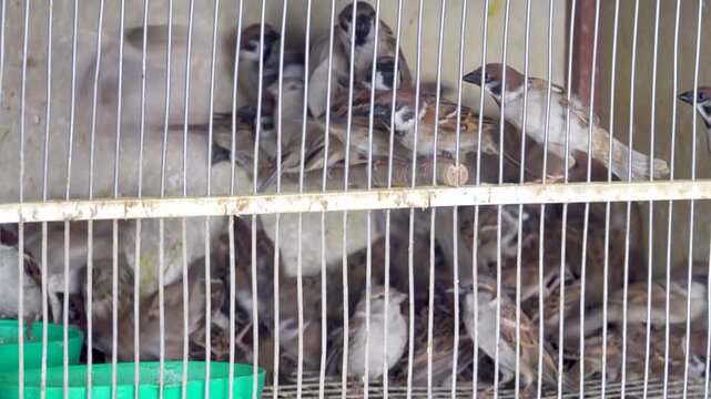 Poultry market in Vietnam. song-bird - three types of sparrows