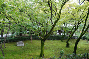 木々の緑が美しい京都の寺院の境内の風景