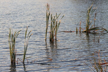 Reeds reflecting the golden light of sunset near the riverbank