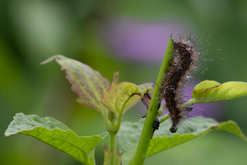 A beautiful hairy caterpillar covered in water droplets, clinging to a green plant stem with fresh leaves, against a soft blurred natural background.