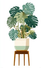 Vibrant monstera plant in a stylish pot on a stand