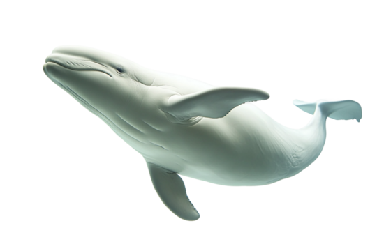 Beluga Whale Underwater Scene Isolated on Transparent Background