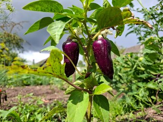 Lush, summery vegetable garden. Among the dense, healthy greenery, purple bell peppers hang from sturdy green stems. Their skin is glossy and richly violet.