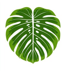 Detailed illustration of a vibrant green monstera leaf