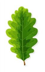 Vibrant green oak leaf, detailed illustration