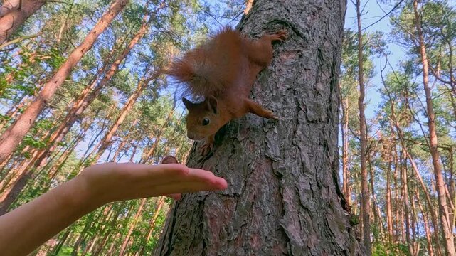 A red squirrel clings to tree bark, climbs downward cautiously, reaches out toward a human hand offering food, sniffs curiously, then climbs back up trunk alertly