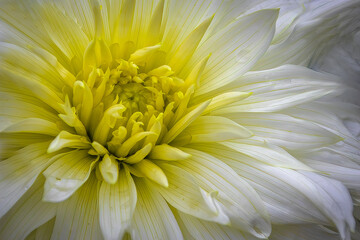 Beautiful white and yellow dahlia flower close-up with vibrant petal texture detail and soft light