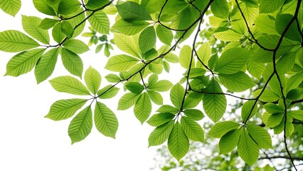 Lush Green Leaves Adorning Branches with Transparent Background for Graphic Design Element on AI Generated