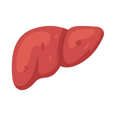 Illustration of Human Liver Anatomy 