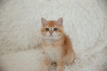 a cute red kitten of the Golden British Chinchilla breed is sitting on a fur blanket and looking at the camera