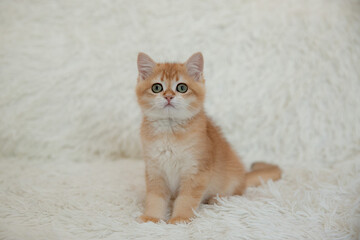 a cute red kitten of the Golden British Chinchilla breed is sitting on a fur blanket and looking at the camera