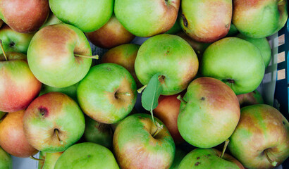 Ripe green apples, harvested in autumn. An orchard.