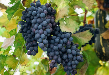 Bunches of ripe grapes for wine production in vineyards. There are large clusters of dark grapes hanging in the garden. Natural background.