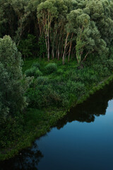 A tranquil riverside setting captures lush green trees bordering still waters, reflecting the beauty of nature at dusk