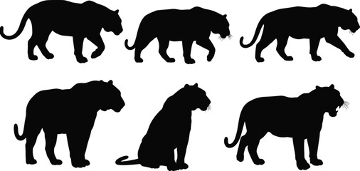 Set of black panther silhouettes in various poses including walking, sitting, and roaring, wild jungle predator vector illustration