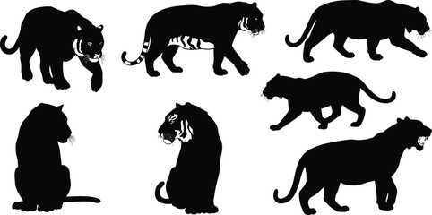 Silhouette illustration set of tigers in different poses including walking, sitting, and roaring, wild jungle predator vector isolated on white
