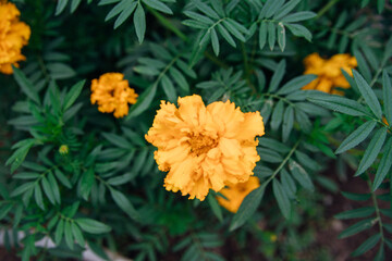 Beautiful yellow flowers on a flower bed in a city park. Marigold flowers grow close to each other. Landscaping of the territory. Not a whimsical plant in care.