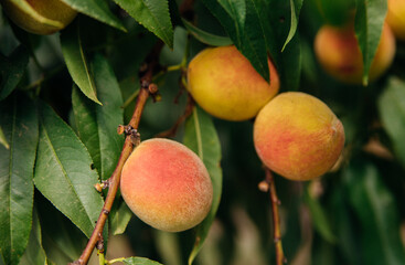 Ripe peach fruits on a tree branch with green leaves. Sunlight. An orchard.