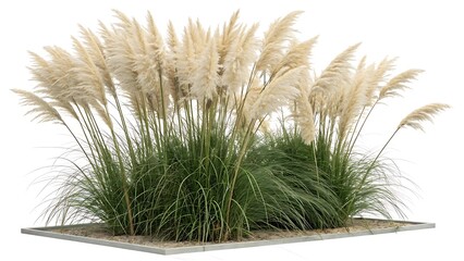 Two decorative pampas grass arrangements with a neutral color scheme and isolated transparent area