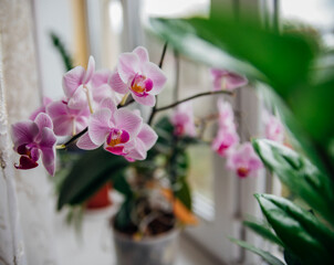 Pink flower and leaves of the phalaenopsis orchid in a flower pot on the windowsill in the house. Care of a houseplant.