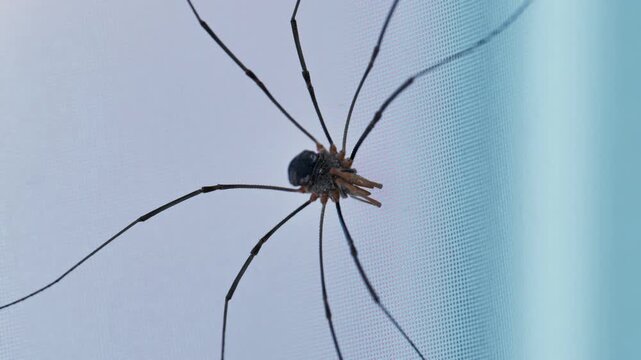 Harvestman or daddy long legs crawling on mosquito net
