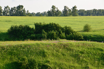 a green field with some trees and blooming flowers on the hillside