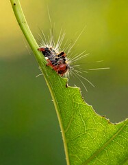 Fuzzy caterpillar on leaf