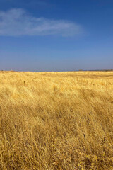 Vast dry fields in Extremadura province, Spain, with cracked soil and parched vegetation under the blazing summer sun, symbolizing drought and climate change.
