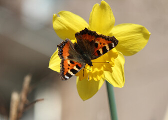 Obraz premium Kleiner Fuchs - Small tortoiseshell