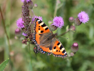 Kleiner Fuchs - Small tortoiseshell