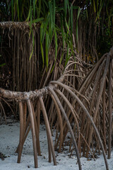 Aerial stilt roots of screw pine trees (Pandanus tectorius) growing on sandy coastal soil in the Maldives, with long strap-like green leaves and dense prop root structures supporting the trunk.